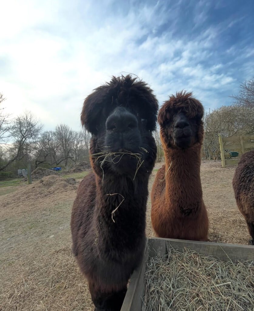 Hope Alpaca Farm